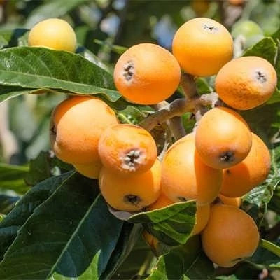 بذر درخت ازگیل ژاپنی (بسته 5 عددی) کد 283