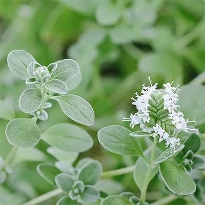 بذر مرزنجوش (بسته 0.5 گرمی) کد 574
