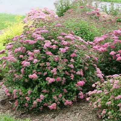 بذر گل عروس صورتی (بسته 50 عددی) کد 927