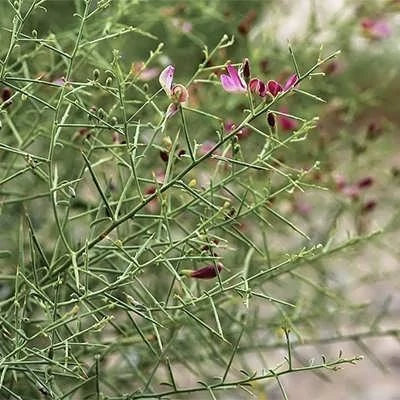 بذر خار شتر (بسته 1 گرمی) کد 099