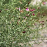 بذر خار شتر (بسته 1 گرمی) کد 099