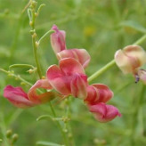 بذر خار شتر (بسته 1 گرمی) کد 099