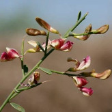 بذر خار شتر (بسته 1 گرمی) کد 099