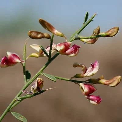 بذر خار شتر (بسته 1 گرمی) کد 099