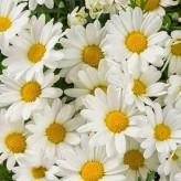 بذر گل مارگریت (بسته 1 گرمی) کد 357