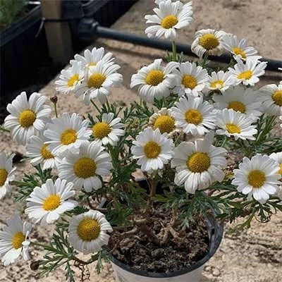 بذر گل مارگریت (بسته 1 گرمی) کد 357