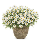 بذر گل مارگریت (بسته 1 گرمی) کد 357