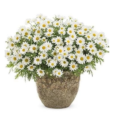 بذر گل مارگریت (بسته 1 گرمی) کد 357