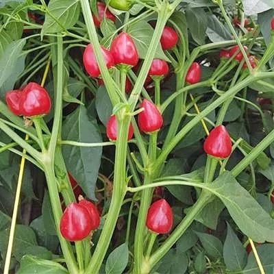 بذر فلفل داندیکوت (بسته 20 عددی) کد 1207