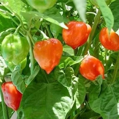 بذر فلفل داندیکوت (بسته 20 عددی) کد 1207