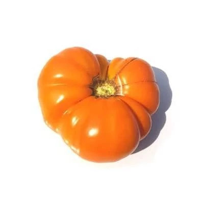 بذر گوجه فرنگی زرد بیف استیک کنتاکی (بسته 10 عددی) کد 170