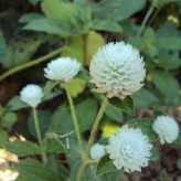 بذر گل تکمه ای پا بلند سفید (بسته 1 گرمی) کد 461