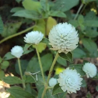 بذر گل تکمه ای پا بلند سفید (بسته 1 گرمی) کد 461