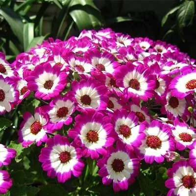 بذر گل سینره (بسته 5 عددی) کد 1323