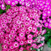 بذر گل سینره (بسته 5 عددی) کد 1323