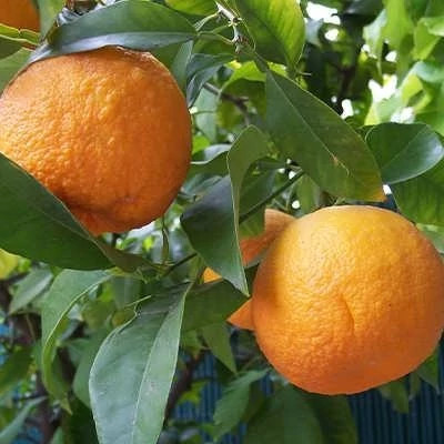 بذر درخت نارنج (بسته 20 عددی) کد 733