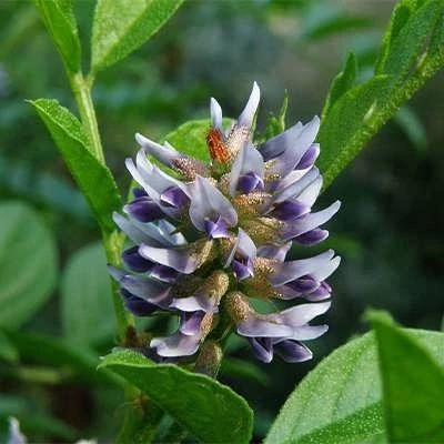 بذر شیرین بیان (بسته 1 گرمی) کد 550