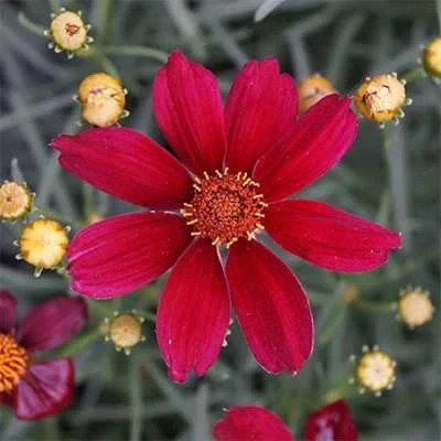 بذر گل اشرفی قرمز (کوریوپسیس) (بسته 1 گرمی) کد 881