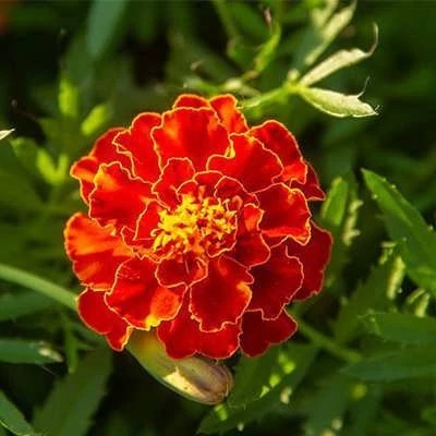 بذر جعفری مینیاتوری زرد و قرمز (بسته 150 عددی) کد 1549