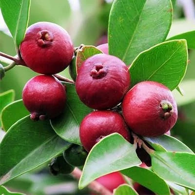 بذر گواوا قرمز گیلاسی (بسته 5 عددی) کد 1570