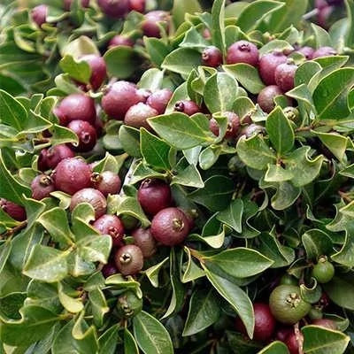 بذر گواوا قرمز گیلاسی (بسته 5 عددی) کد 1570