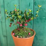 بذر گواوا قرمز گیلاسی (بسته 5 عددی) کد 1570