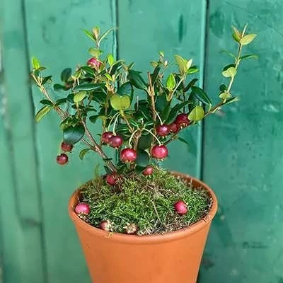 بذر گواوا قرمز گیلاسی (بسته 5 عددی) کد 1570