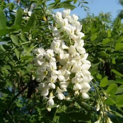 بذر بونسای درخت تلخه بیان (بسته 5 عددی) کد 852