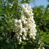 بذر بونسای درخت تلخه بیان (بسته 5 عددی) کد 852