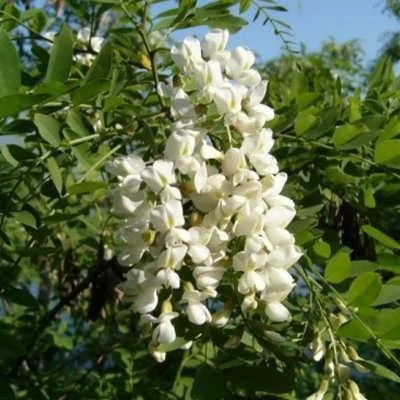 بذر بونسای درخت تلخه بیان (بسته 5 عددی) کد 852