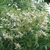 بذر بونسای درخت تلخه بیان (بسته 5 عددی) کد 852