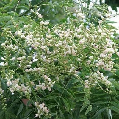 بذر بونسای درخت تلخه بیان (بسته 5 عددی) کد 852