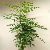 بذر بونسای درخت تلخه بیان (بسته 5 عددی) کد 852