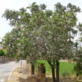 بذر زیتون تلخ (بسته 20 عددی) کد 666