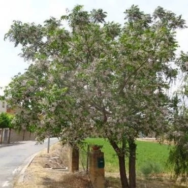 بذر زیتون تلخ (بسته 20 عددی) کد 666