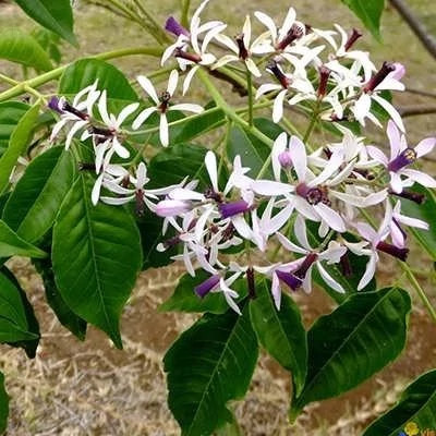 بذر زیتون تلخ (بسته 20 عددی) کد 666
