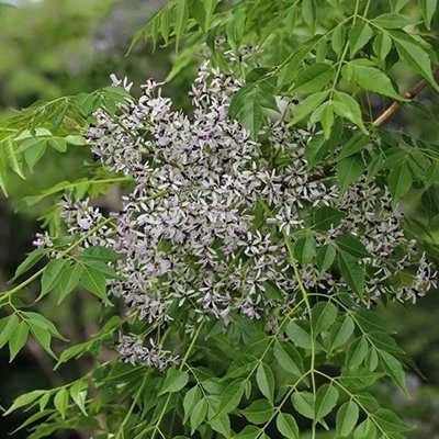 بذر زیتون تلخ (بسته 20 عددی) کد 666