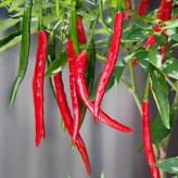 بذر فلفل کاین (بسته 5 عددی) کد 1113