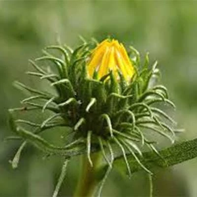 گریندلیا (بسته 10 عددی) کد 1855