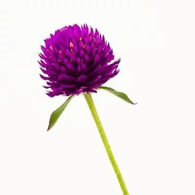 بذر گل تکمه ای پا بلند ارغوانی (بسته 1 گرمی) کد 2199