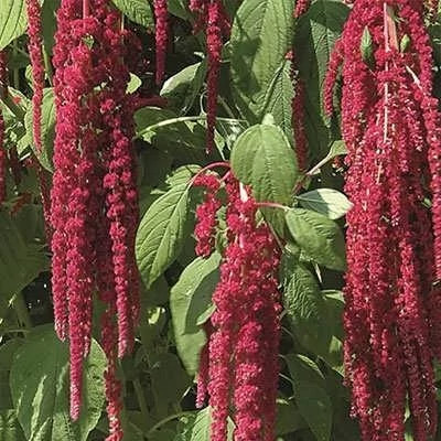 بذر آمارانتوس پونی پابلند قرمز (بسته 1 گرمی) کد 2138