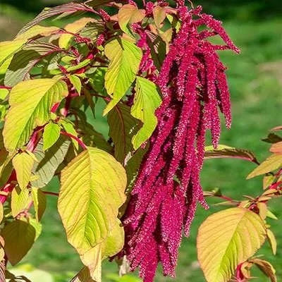 بذر آمارانتوس پونی پابلند قرمز (بسته 1 گرمی) کد 2138