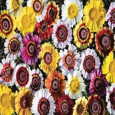 بذر گل داوودی تابستانه پامتوسط الوان (یکساله) (بسته 1 گرمی) کد 2174
