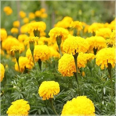 بذر گل جعفری پاکوتاه گلریز پرگل (مینیاتوری) زرد (بسته 1 گرمی) کد 2162