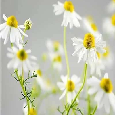 بذر بابونه دارویی سفید (آلمانی) (بسته 1 گرمی) کد 2146