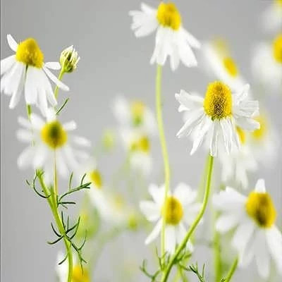 بذر بابونه دارویی سفید (آلمانی) (بسته 1 گرمی) کد 2146