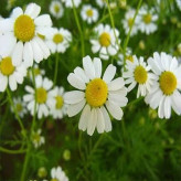 بذر بابونه دارویی سفید (آلمانی) (بسته 1 گرمی) کد 2146