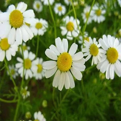 بذر بابونه دارویی سفید (آلمانی) (بسته 1 گرمی) کد 2146