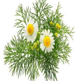 بذر بابونه دارویی سفید (آلمانی) (بسته 1 گرمی) کد 2146