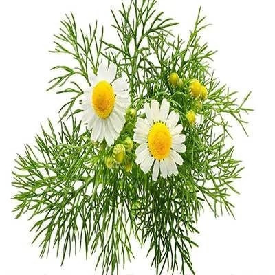 بذر بابونه دارویی سفید (آلمانی) (بسته 1 گرمی) کد 2146